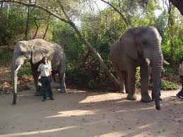 Hazyview Elephant Encounters - Mpumalanga from R495 pp | Mpumulanga Safari Lodge